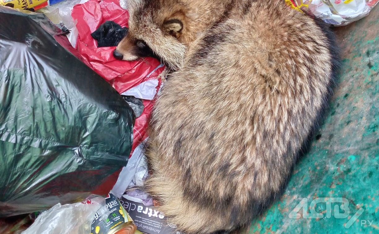 Сахалинка обнаружила в мусорном баке енотовидную собаку
