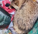 Сахалинка обнаружила в мусорном баке енотовидную собаку