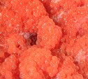 Скупали лососей и корюшку: руководитель компании и жительница Поронайска попали под следствие