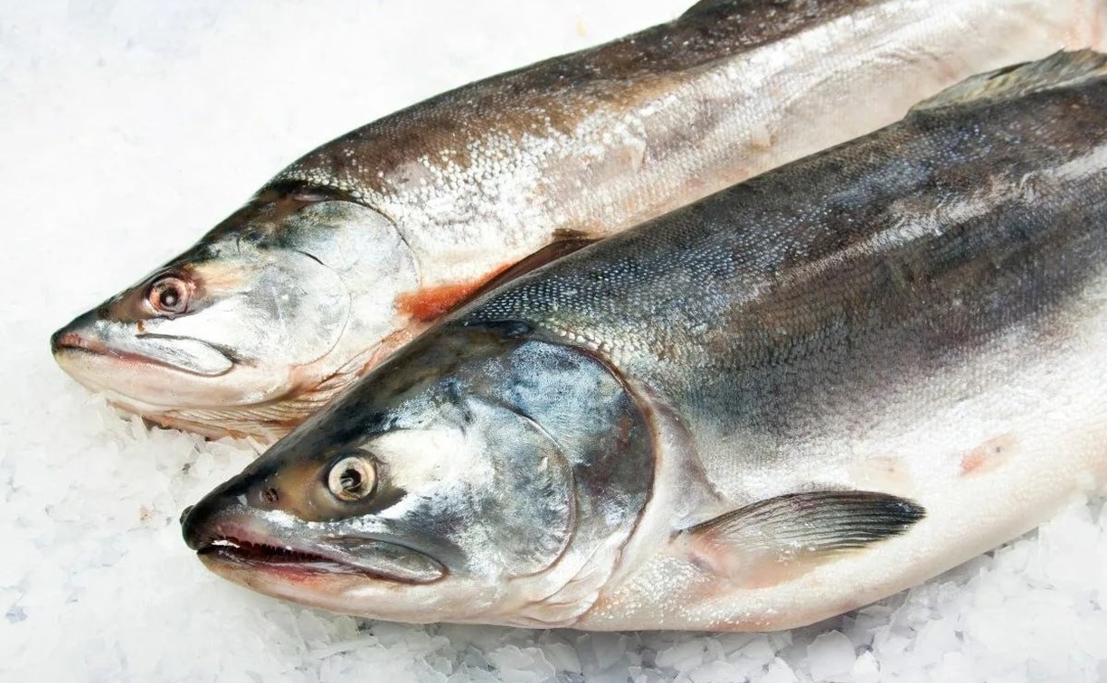 В Охинском районе можно будет ловить лосося сетью