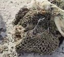 В Томари поймали медвежонка, бродившего по городу два дня