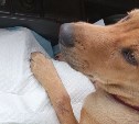 "Сломаны обе челюсти и хвост": на Сахалине выброшенный на улицу щенок получил жуткие травмы