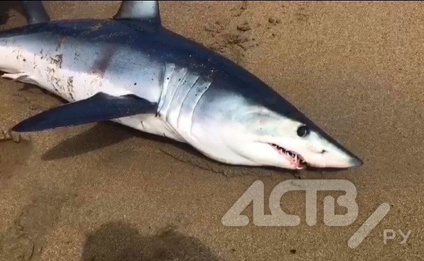 На пляже в Охотском рыбаки забили акулу дубиной