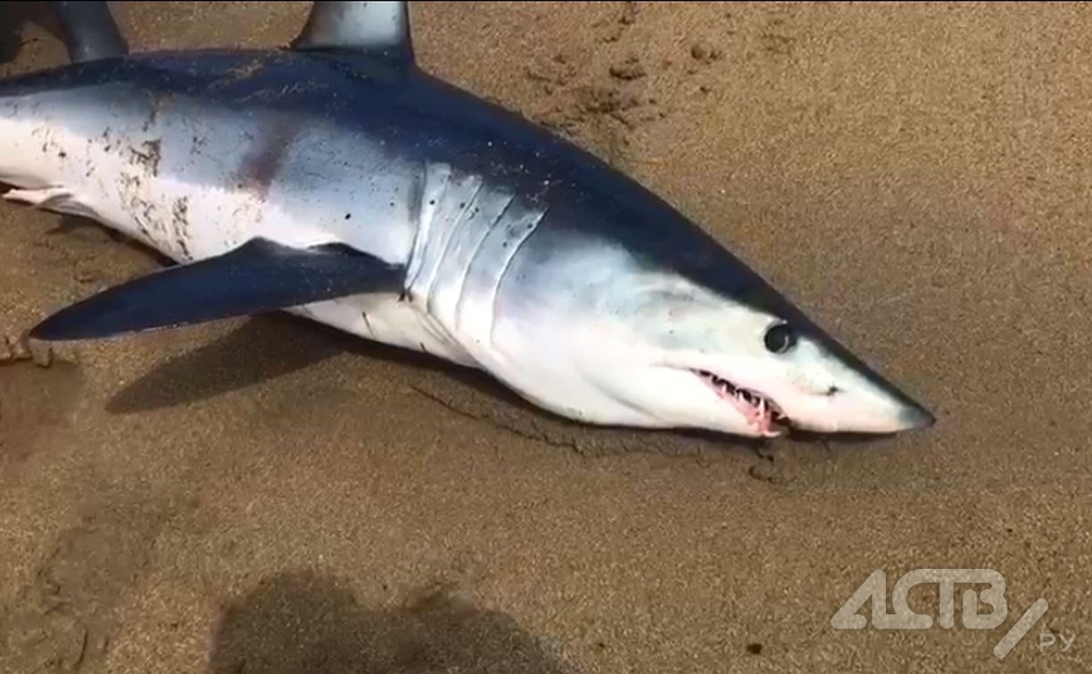 На пляже в Охотском рыбаки забили акулу дубиной