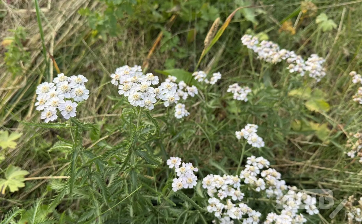 На Сахалине прохладно и ясно, а на Курилах пасмурно и дождливо: прогноз погоды для региона на 17 сентября