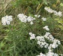На Сахалине прохладно и ясно, а на Курилах пасмурно и дождливо: прогноз погоды для региона на 17 сентября