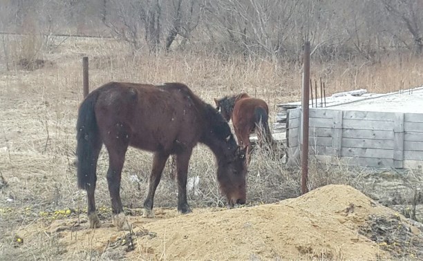 Две лошади самостоятельно ищут пропитание на окраине Южно-Сахалинска