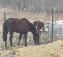 Две лошади самостоятельно ищут пропитание на окраине Южно-Сахалинска
