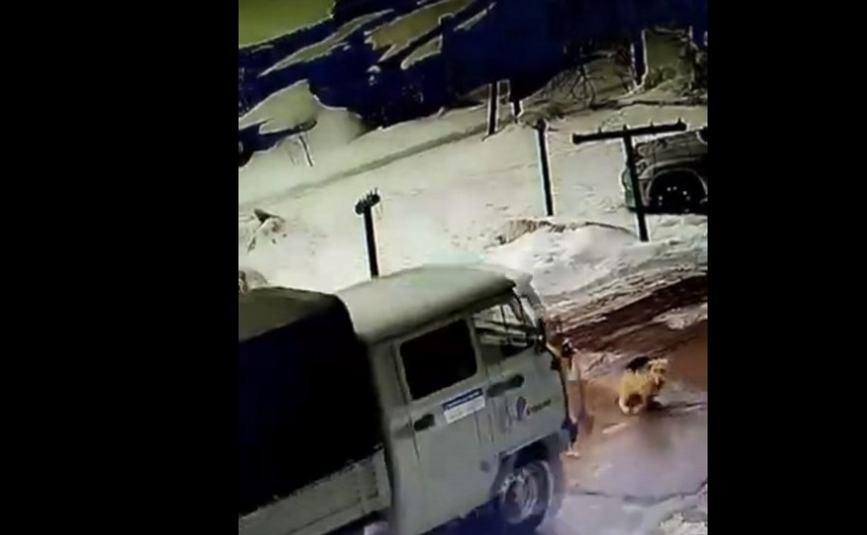 Водитель грузовичка снёс собаку в Охе