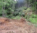Золотодобытчик, чтобы выполнить план, незаконно вырубил полтора гектара леса