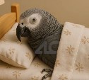 Хит записали по мотивам приключений попугая Максика на Сахалине - птицу искали четыре дня