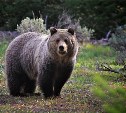 Медведя-разрушителя пытаются отстрелять охотоведы в Холмском районе