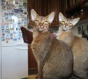 Почему кошки ложатся на больное место? Ветеринар дал научное объяснение