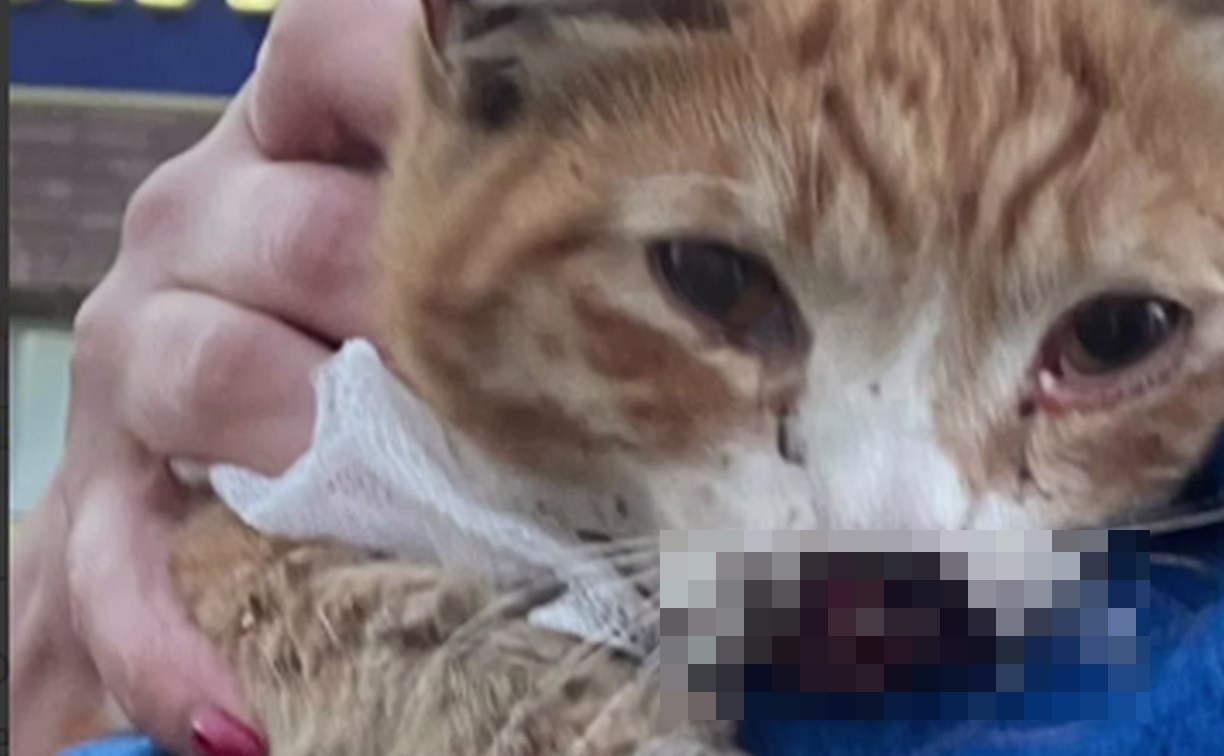 Кота с расколотым черепом пытаются спасти в Южно-Сахалинске