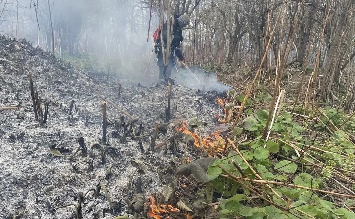 Опубликованы кадры выжженного поля на Сахалине