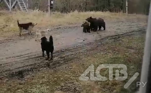 Медвежье семейство пришло к общежитию на севере Сахалина