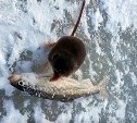  "Корюшка больше неё": маленькая бурозубка утащила у сахалинских рыбаков добычу