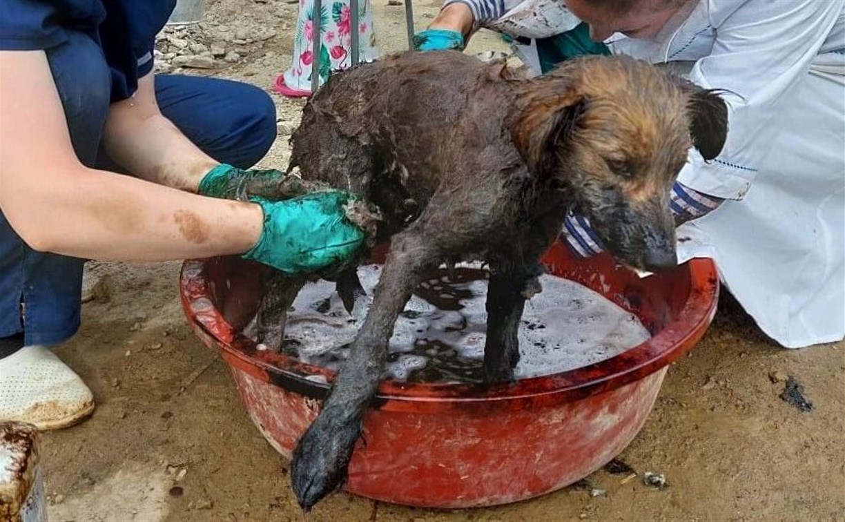 На Сахалине рассказали о состоянии собак, которых вытащили из битума 