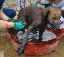 На Сахалине рассказали о состоянии собак, которых вытащили из битума 