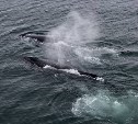 Путешественники встретили горбатых китов у берегов Курил