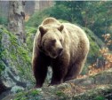 Жители Макарова попросили у минлесхоза защитить их от медведей