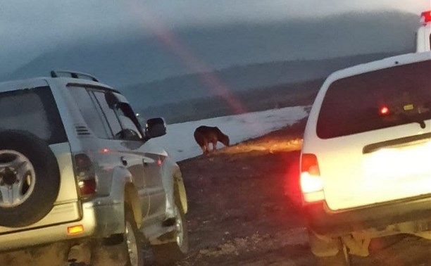 Жители Южно-Курильска на машинах гоняли медведя по всему городу 