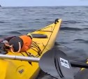 Каякеры встретили акулу у мыса Птичьего на Сахалине