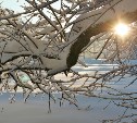 Ясно и тепло: какой будет погода во всех районах Сахалинской области 18 апреля