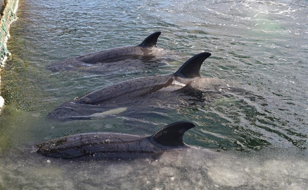 У косаток в «китовой тюрьме» сахалинские эксперты заметили кожные изменения