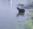 Попавшего в беду морского котика вылечили и выпустили на волю у берегов Сахалина