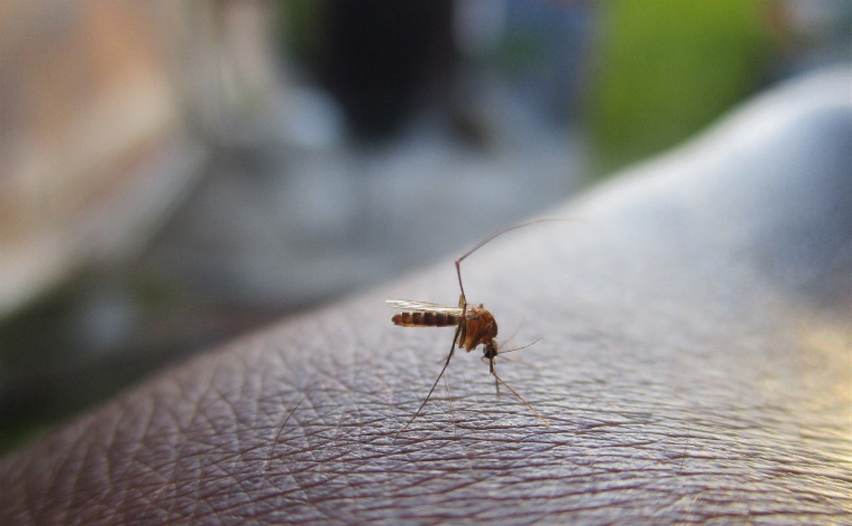 Роспотребнадзор обнаружил в России 61 новый вирус, переносимый комарами и клещами