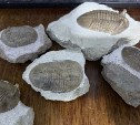 Камчатский коллекционер продаёт трилобитов за 115 тысяч рублей