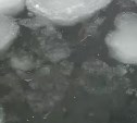 Рыбачим в "аквариуме": косяки наваги прибило к раскрошенному припаю у берегов Сахалина