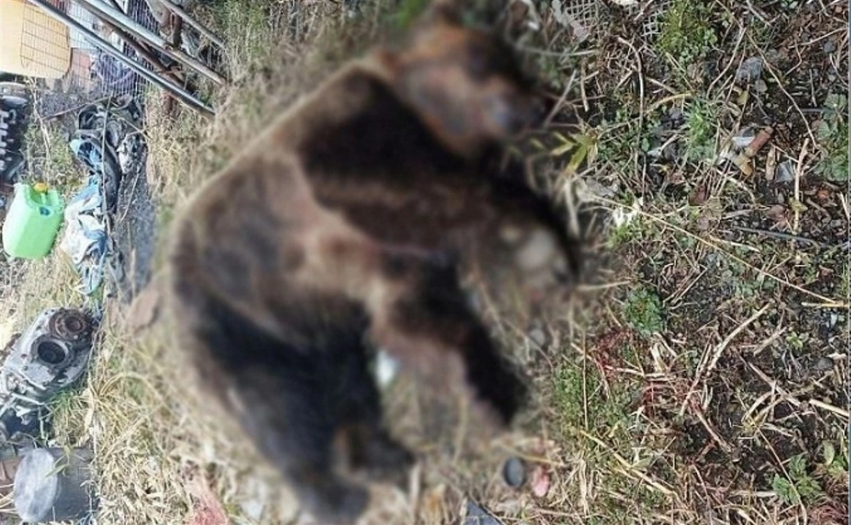 На Итурупе отстрелили медведя, когда он второй раз вернулся в село 