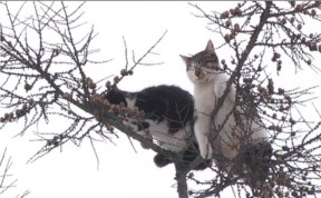 Общество