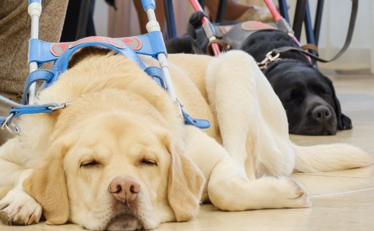 На Сахалине представили систему, помогающую незрячим ориентироваться в общественном транспорте