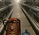 На сахалинской птицефабрике "Островная" распылили туман