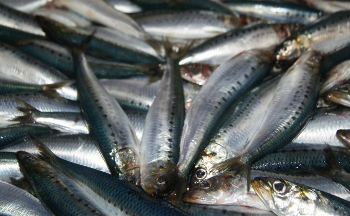 У Южных Курил в 2019 году рыбаки смогут выловить 90 тысяч тонн сардины