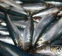 У Южных Курил в 2019 году рыбаки смогут выловить 90 тысяч тонн сардины