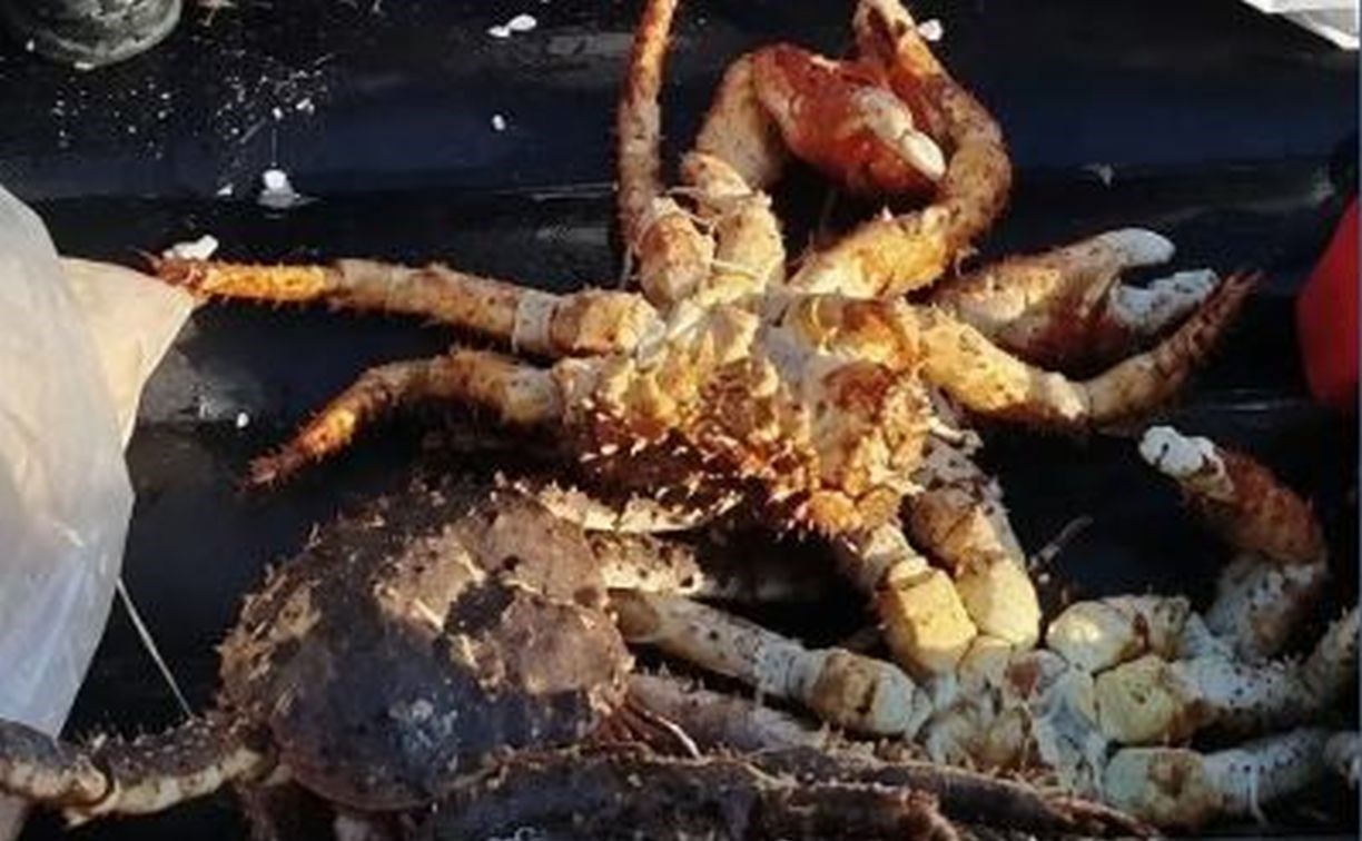 В Корсакове осудили троих браконьеров за незаконный вылов 774 гребешков и трёх крабов