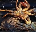 В Корсакове осудили троих браконьеров за незаконный вылов 774 гребешков и трёх крабов
