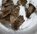 Ночные бабочки с мохнатыми усами одолели отдыхающих на пляже сахалинцев