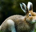 Охота на зайца-беляка, лисицу, енотовидную собаку на Сахалине стартует 15 сентября