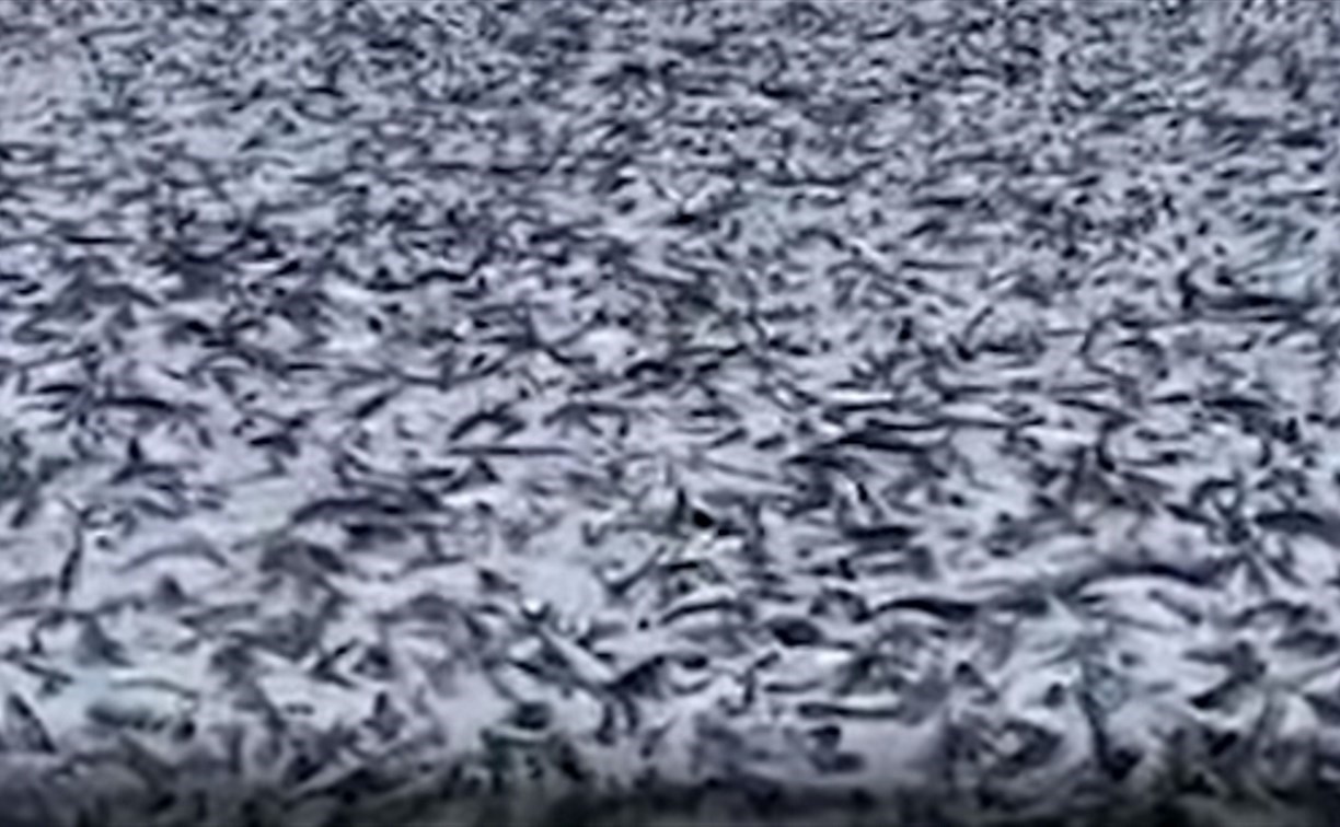 Учёные назвали предположительные причины массовой гибели сардины у берегов Японии