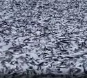 Учёные назвали предположительные причины массовой гибели сардины у берегов Японии