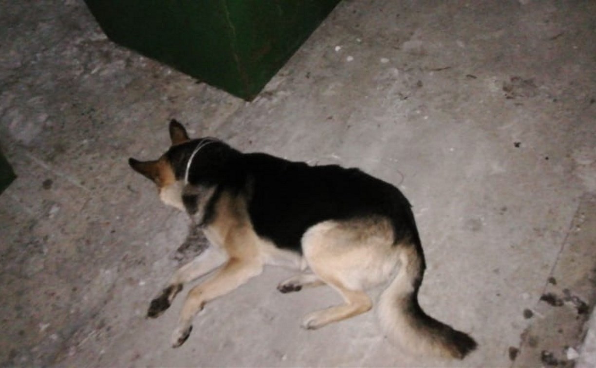 В Томари неизвестные задушили собаку и подбросили ее к мусорным бакам