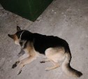 В Томари неизвестные задушили собаку и подбросили ее к мусорным бакам