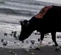 Корова с содранной до мяса шкурой бродит по курильскому побережью