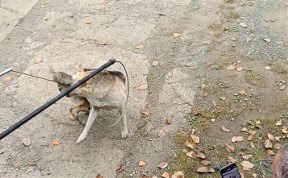 Общество