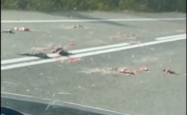 На Сахалине дорогу "удобрили" красной рыбой